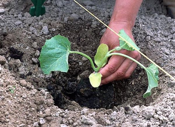  La maggior parte dei giardinieri sceglie di piantare cocomeri nei buchi