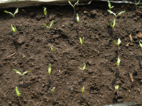  Plants de tomates