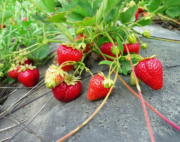  Coltivazione di fragole