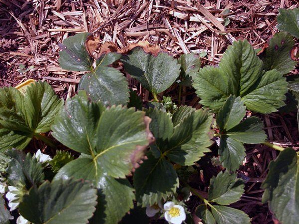  I bordi secchi delle foglie di fragola non indicano presa di boro