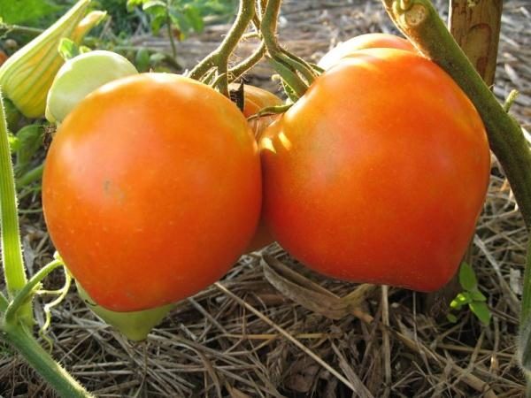  La couleur des fruits immatures - typiquement vert clair, mature - rose, parfois plus foncé.