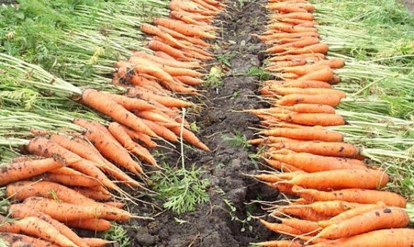  Récolte de carottes