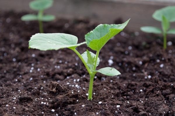  Au cours des deux premières semaines après la levée des plants, des engrais azotés sont nécessaires pour les concombres.