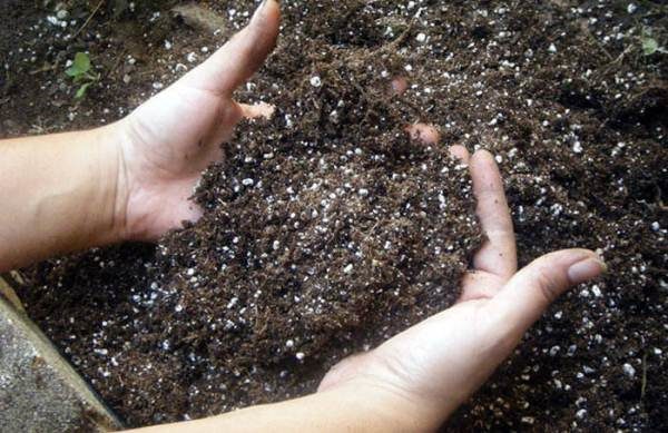  Pour faire pousser le concombre rapidement et bien, le sol doit être fertilisé.