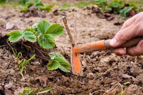  In preparazione per la nuova stagione, è necessario allentare