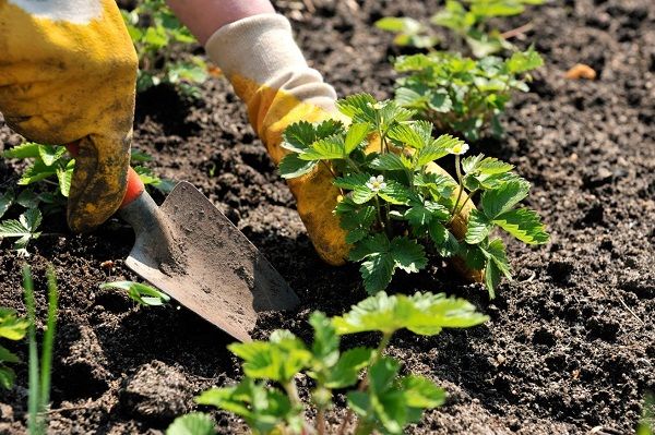  Se il vecchio cespuglio doveva essere rimosso, allora in primavera una nuova piantina metterà radici più velocemente.