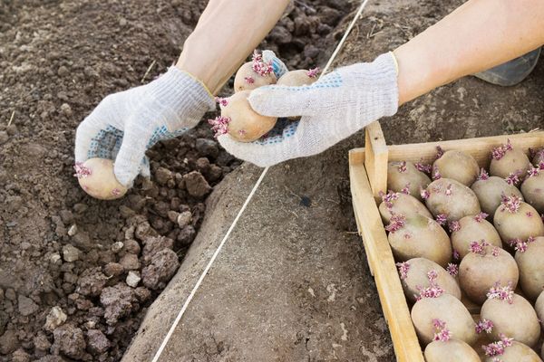  Πώς να φυτέψετε πατάτες την άνοιξη