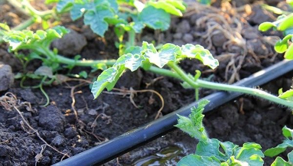  Das Gießen von Wassermelonen erfolgt als Trocknung des Oberbodens unter der Wurzel