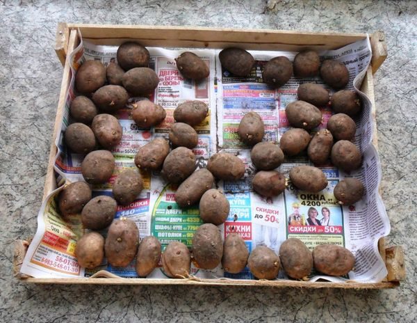  Kartoffeln in einer Schublade