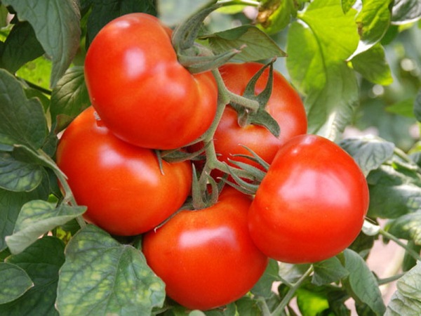  Tomatermirakelmarknaden