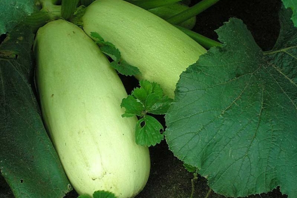  Variétés de courgettes Gribovsky: description, plantation et soin