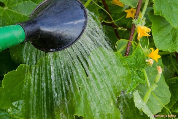  Le dessèchement du sol et l'excès d'humidité peuvent causer de l'amertume chez les concombres.