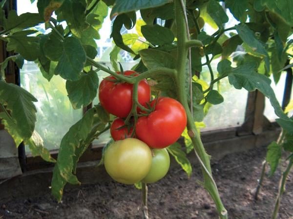  중간 늦은 토마토 다양성 시장의 기적