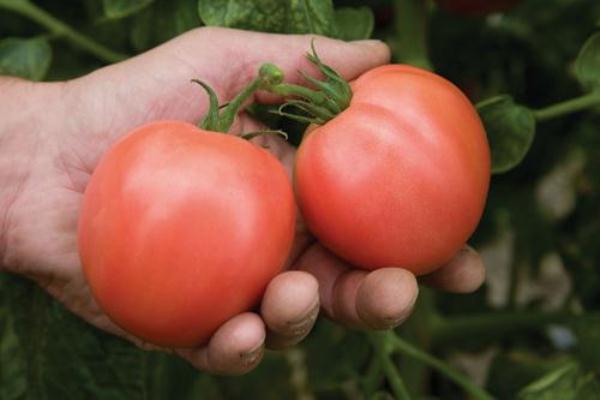  Tomate Torbay