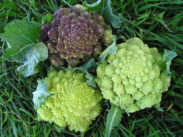  Une bonne récolte de chou Romanesco peut être obtenue dans des sols avec un environnement alcalin