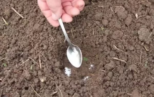  Des engrais sont ajoutés avant de planter des plants de chou.