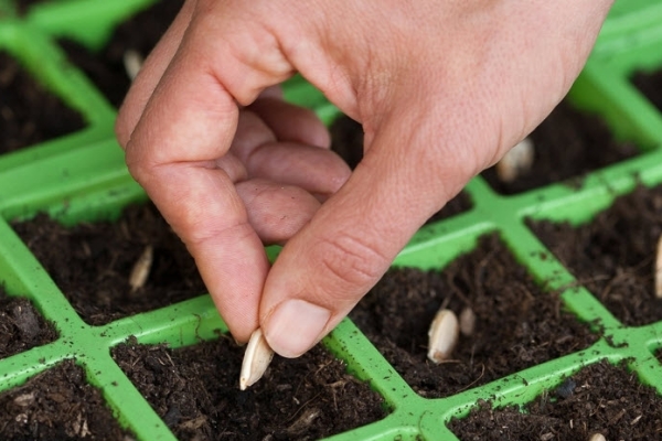  Les graines pour les semis sont plantées dans des pots de tourbe dans les derniers jours d'avril