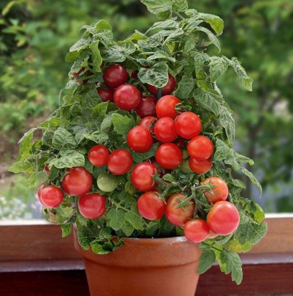  Variété de chambre de tomates bonsaï