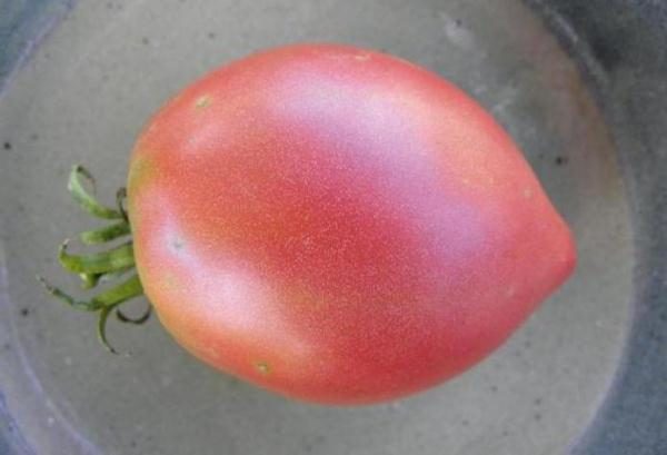  Събраните плодове от доматите Khali Ghali могат да се съхраняват за дълго време и да понасят транспорта.