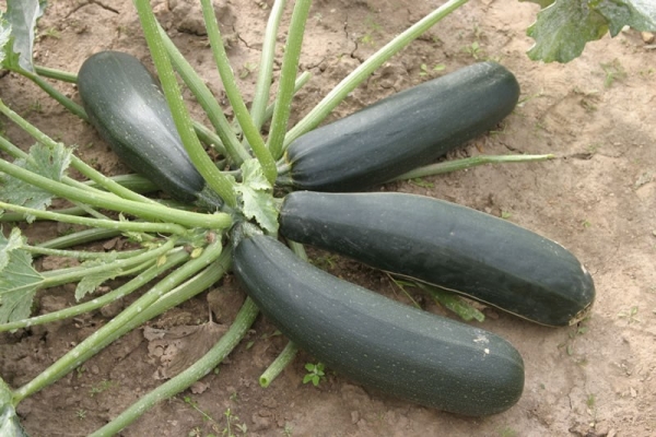  Description et caractéristiques d'une belle courgette noire