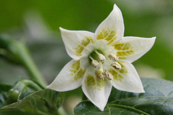  Fleur de poivre décorative