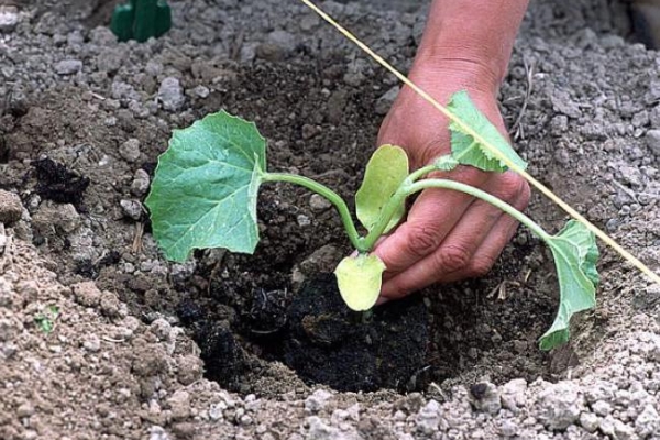  Les semis sont plantés en pleine terre à la mi-mai.