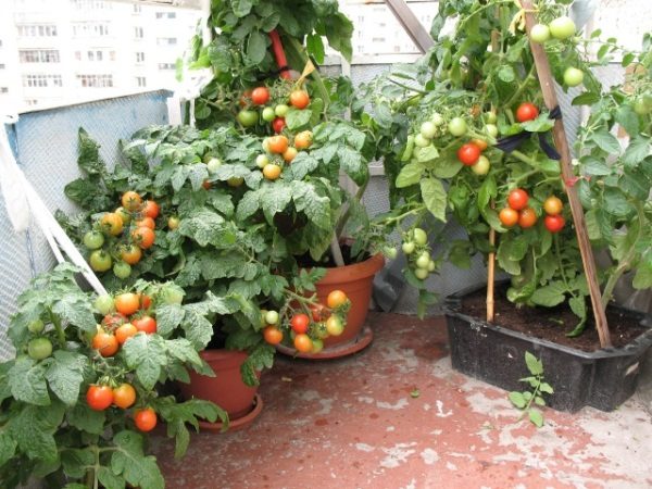  Avec la croissance des tiges de tomates attachées à des piquets