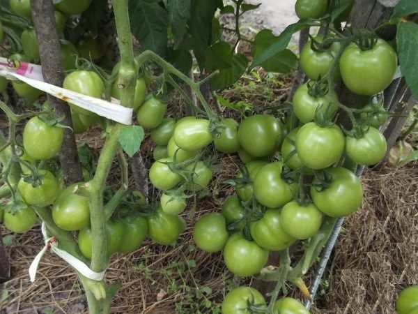  Tomate Torbay f1 difere com o arbusto determinante da haste