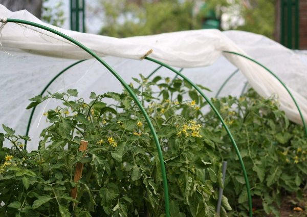  Växande tomater i ett växthus