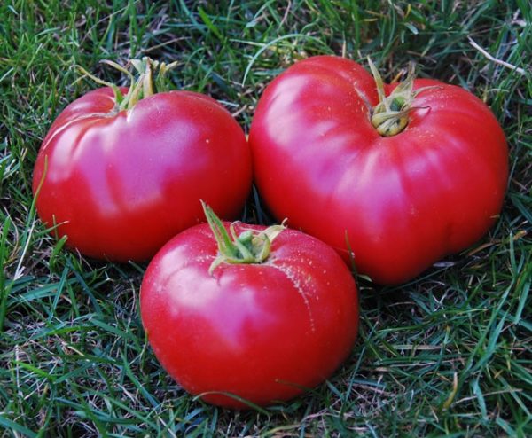  Зрели и сочни домати Мексико