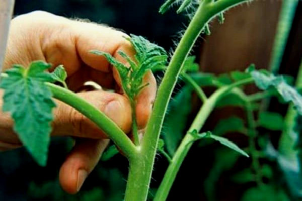  Big Mommys tomater kräver inte pasynkovaya, men den tidiga borttagningen av överskjutande skott ökar skörden