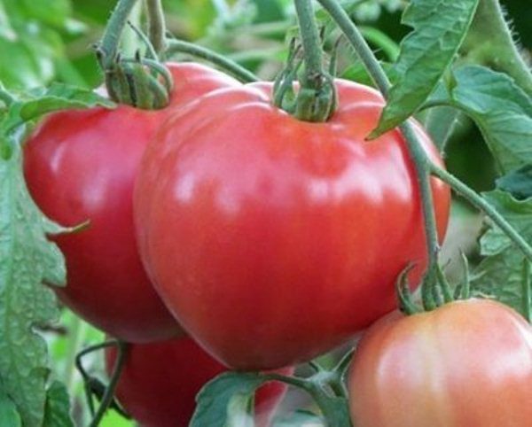  Trái cây hình trái tim của cà chua Big Mommy đạt trọng lượng 350 gram mỗi quả.