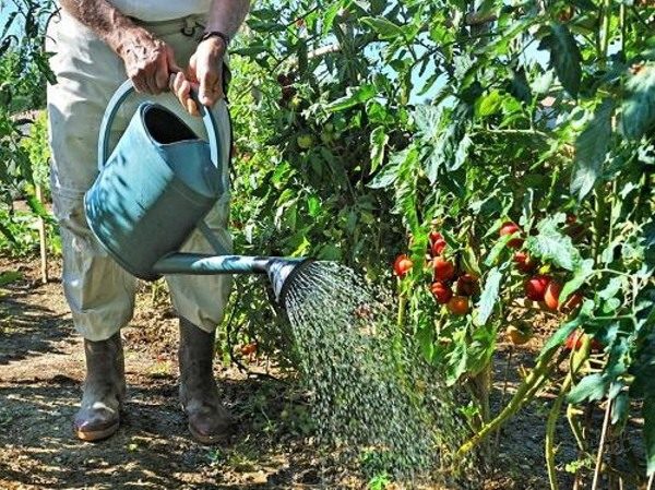  A rega adequada dos tomates em terreno aberto é muito importante para o crescimento e frutificação.