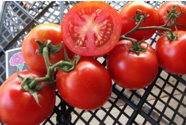  Riddle Tomatoes são ideais para saladas, molhos, muito bons para decapagem de frutas inteiras