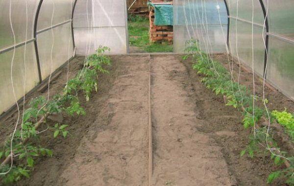  Los mejores indicadores de variedad de rendimiento de tomate Muñeca se muestra en el invernadero.