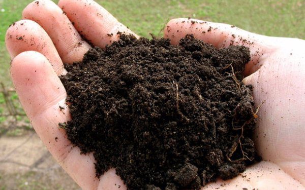  टमाटर के बीज लगाने के लिए, जमीन, लोम, आर्द्रता और खाद से सब्सट्रेट को गठबंधन करने की सिफारिश की जाती है, या बस पीट मिट्टी का उपयोग करें