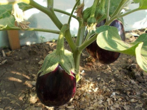  Il est préférable de couper les fruits des aubergines avec des ciseaux ou un couteau, en laissant une partie de la tige de 4 à 5 cm de long.