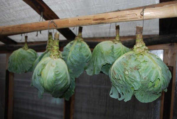  Stockage de choux Hivernage dans les limbes