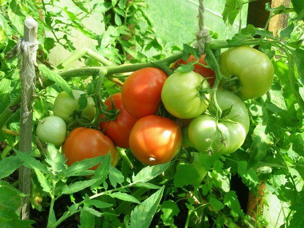  Vid odling av tomater mirakel av marknaden i växthusutbytet minskar