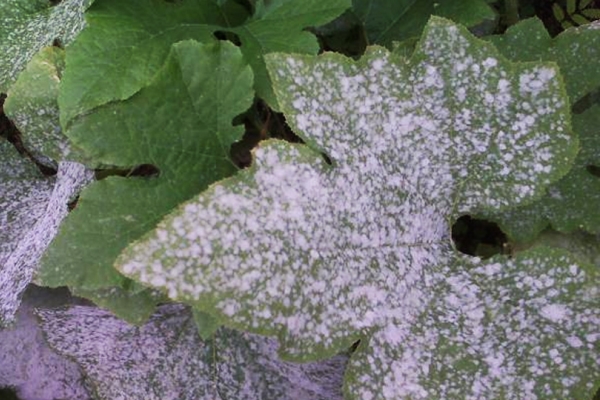  Melon rosée sur les feuilles de melon