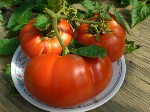  Les tomates de Khlebosolny se distinguent par leur poids élevé en fruits et leur goût exquis.