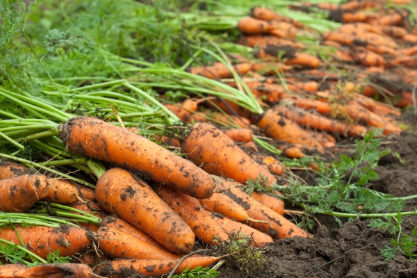  Par temps sec, récolter, couper les sommets, sécher les carottes