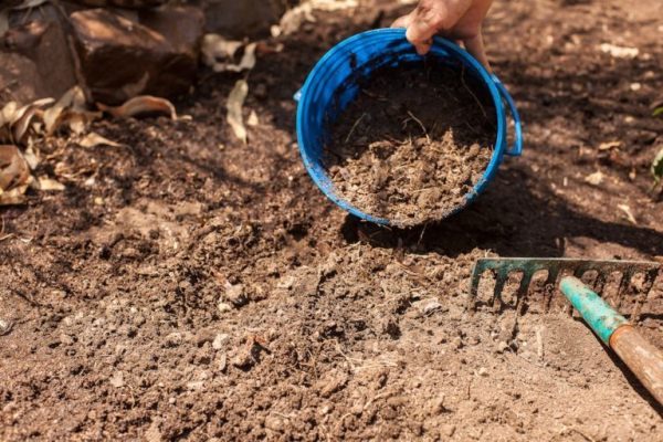  La préparation du sol pour la plantation de tomates devrait commencer à l'automne