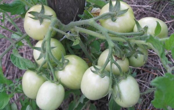  Зреене на домати Countryman се среща 95-100 дни след засаждане на семена