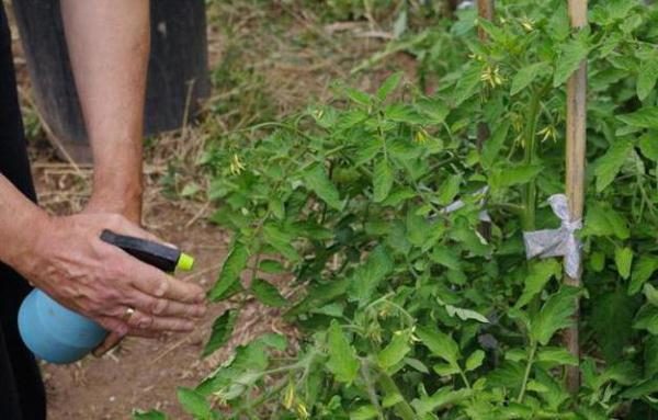  Para a prevenção de míldio recente e outras doenças, a pulverização de tomates com a mistura de Bordéus é levada a cabo do fim de junho - começo de julho
