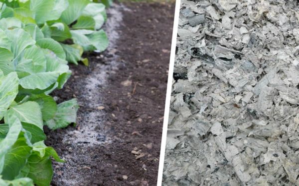  La cendre de bois est utilisée pour lutter contre les parasites.