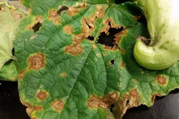  Anthracnose sur feuilles de courgette