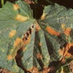  Anthracnose