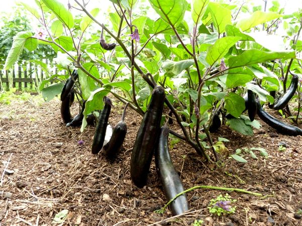  Cultiver des aubergines en plein champ