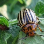  Le doryphore est le ravageur le plus dangereux des aubergines